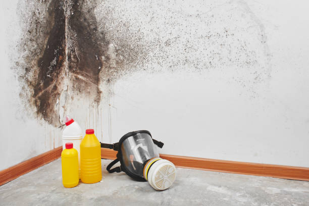 Home Mold Removal in Chain Lake, WA