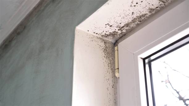 Best Mold Damage Repair  in Chain Lake, WA