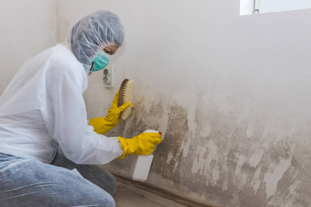 Professional Mold Removal in Chain Lake, WA