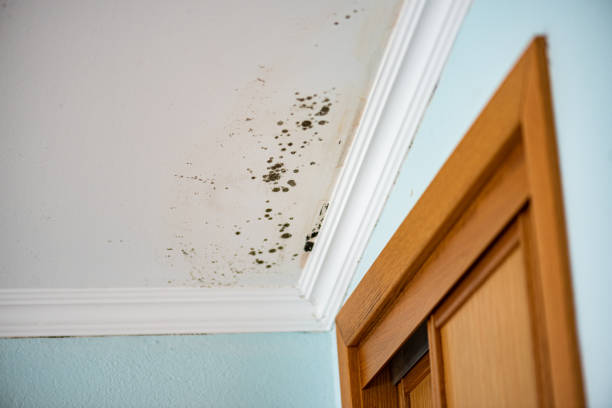Best Mold Removal Specialists  in Chain Lake, WA