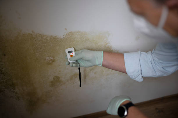 Best Best Mold Removal Companies  in Chain Lake, WA