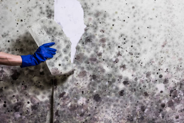 Best Affordable Mold Removal  in Chain Lake, WA